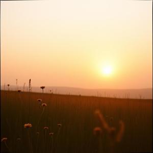 Danimal - Two Strikes, Still Standing