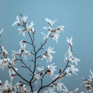 Crescent Moon's Wish