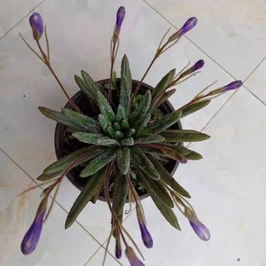 你看你看月亮的脸