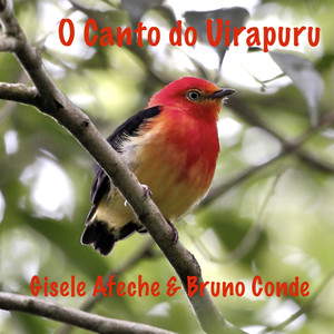 Bruno Conde - O Canto do Uirapuru