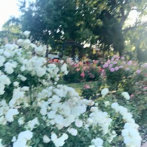 spring (wannabe paris)