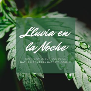 Lluvia en la Noche: Los Mejores Sonidos de la Naturaleza para Hacerte Dormir