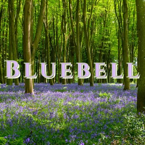 Bluebell