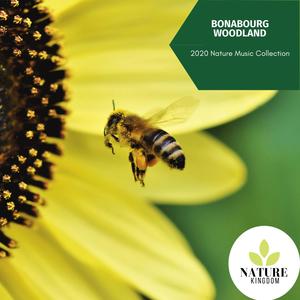 Bonabourg Woodland- 2020 Nature Music Collection