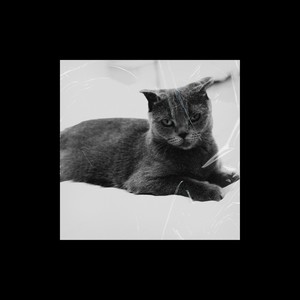 Like Animal (伴奏)