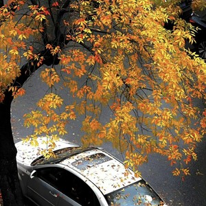 平静的幸福 (纯享版)