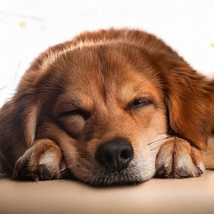 The Comfort Of Your Companion