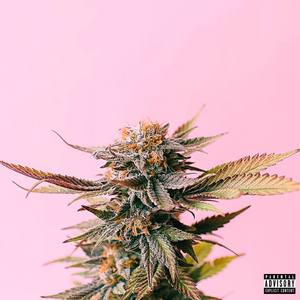 Bad Habits (Explicit)