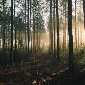 Serenity in the Wilderness