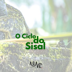 O Ciclo do Sisal