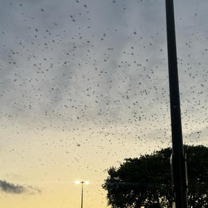 Back Too Fighting (feat. JRAY) (Explicit)