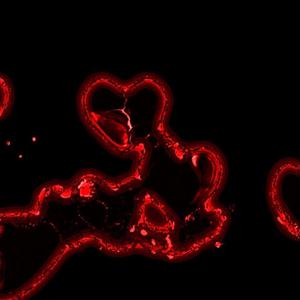 Fällst du für mich (feat. SWIN) (Explicit)