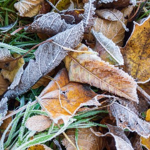 Januar puster sin rastløse vilje - Vintersang uden sne