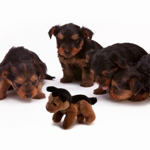 Relaxing Music and Gentle Ambience