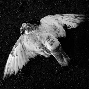 DEAD BIRD (Explicit)