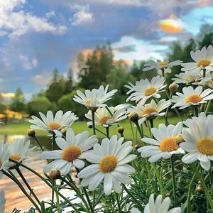 与你相伴和声版伴奏 (伴奏)