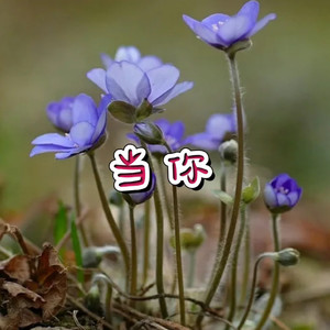 不是因为寂寞才想你