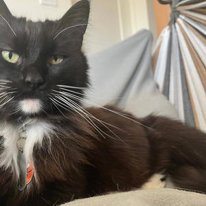 1.12.2025 (Acid Synth Jam for the Cats)