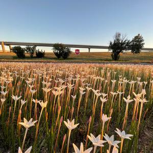 Joy's In The Journey