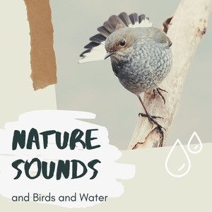 Nature Sounds and Birds and Water