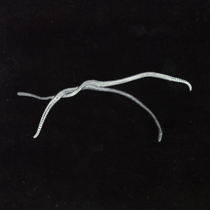 Demon (Acoustic Version)