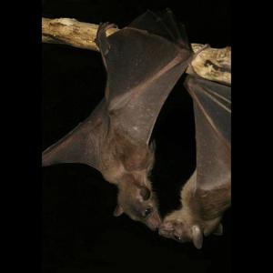 hiel000 (feat. Korte Emo & UNDERGROUNDLORD)