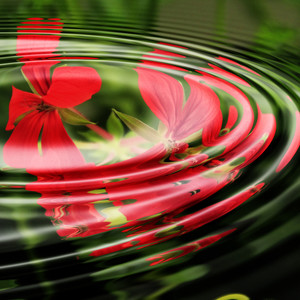 Armonía De Los Cielos