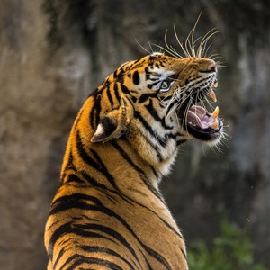 Tigre