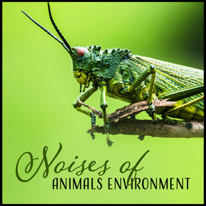 Noises of Animals Environment