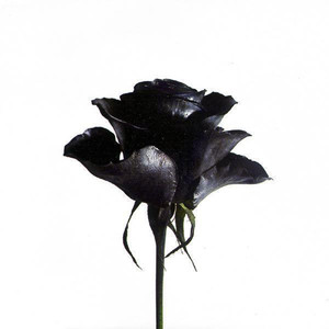 It's Better To Have Loved