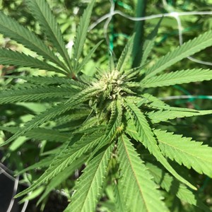 Schedule 1(feat. Danjo Harris)