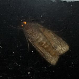 This Old Father Cold