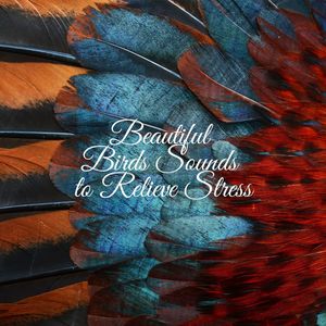 Beautiful Birds Sounds to Relieve Stress