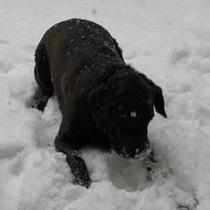 Friends From The Forest