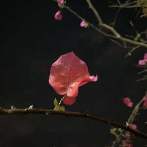 花底离愁三月雨 (Demo)