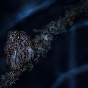 Night Owl (Explicit)