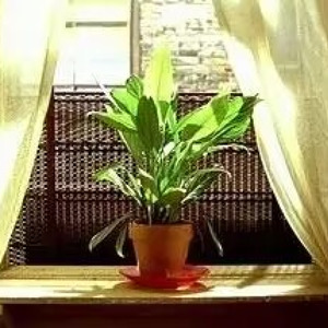 风、鸟、藤蔓、树叶与阳光