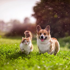 Relaxing Melodies for Peaceful Pets