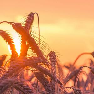 Late Night Lofi – Chill Music