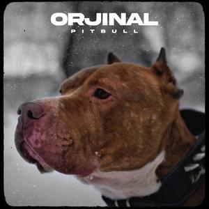 PITBULL