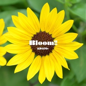 Bloom!!