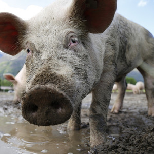 Mr. Franz (Explicit)