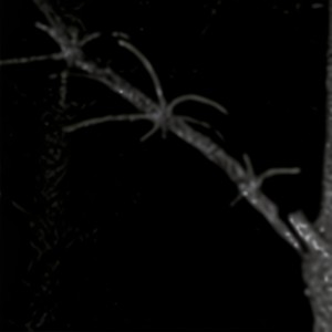 Grave of the FireFlies (feat. Nicolas Sales) (Explicit)