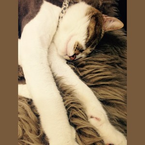 晴れ 时どき 雪