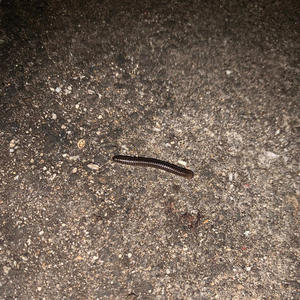 Blacked Out (Explicit)