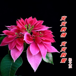 火火的爱 火火的情 (伴奏)