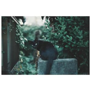 i will follow you into the dark