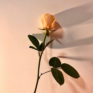 数字人生