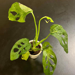 Well (feat. EliAsz) (Explicit)