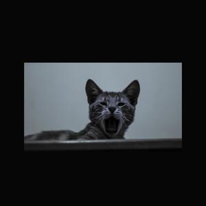 BS (feat. VERAZ & Prod.ByLeife) (Explicit)